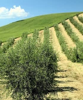 Fileiras de oliveiras crescendo em uma encosta com grama verde e céu azul. - Olive Oil Times