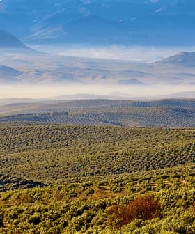 Vue imprenable sur les oliveraies avec des collines et des montagnes lointaines sous un ciel clair. - Olive Oil Times