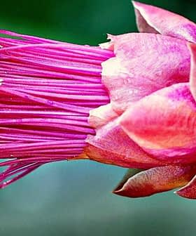 Close-up de uma flor de cacto com pétalas rosa vibrantes e estame amarelo. - Olive Oil Times