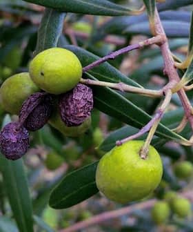 葉の間に緑と黒のオリーブが入ったオリーブの木の枝。 - Olive Oil Times