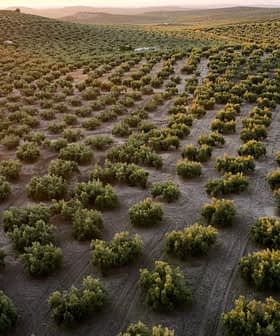 Luchtfoto van een grote olijfgaard met rijen olijfbomen onder een ondergaande zon. Olive Oil Times