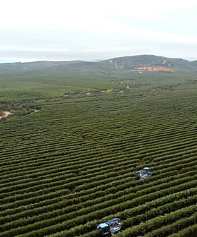 Vista aerea di un vasto uliveto con due trattori che lavorano tra i filari di alberi. Olive Oil Times