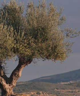 Ein Olivenbaum ragt hervor, im Hintergrund eine Berglandschaft unter einem bewölkten Himmel. - Olive Oil Times