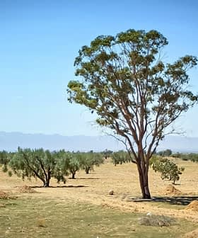 Un árbol de eucalipto solitario en un paisaje abierto con escasa vegetación y montañas distantes. Olive Oil Times