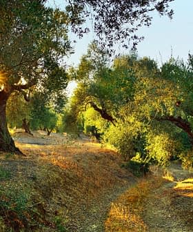 樹林中的橄欖樹，在自然環境中，陽光透過樹葉照射下來​​。 - Olive Oil Times