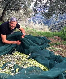 Mann sammelt Oliven aus einem Netz in einem von Bäumen umgebenen Olivenhain. - Olive Oil Times
