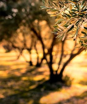 Primer plano de las hojas de olivo con un fondo borroso de un olivar. - Olive Oil Times