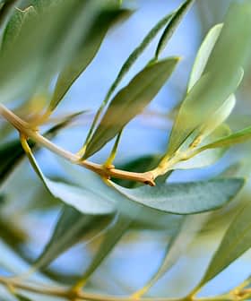 Primo piano di un ramo di ulivo con foglie verdi su uno sfondo sfocato. - Olive Oil Times