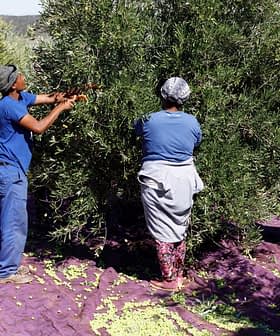 Tres personas recogen aceitunas de un árbol mientras permanecen de pie sobre una lona morada. Olive Oil Times