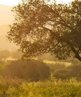 Ein einsamer Olivenbaum steht bei Sonnenuntergang auf einem Feld, und sanftes, goldenes Licht erhellt die Landschaft. - Olive Oil Times