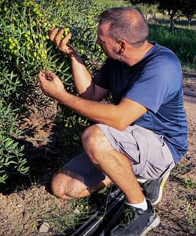 Um homem agachado ao lado de uma oliveira, inspecionando as azeitonas nos galhos. Olive Oil Times