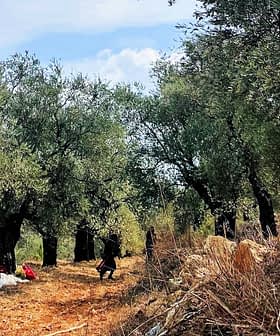 树林里的橄榄树，人们在地上从事采摘活动。 - Olive Oil Times