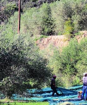 Twee personen oogsten olijven in een boomgaard, met behulp van netten en palen tussen de olijfbomen. Olive Oil Times