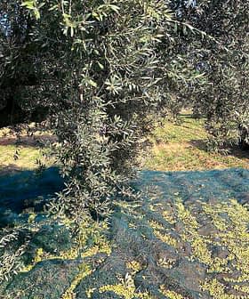 Olivier avec un filet en dessous et un véhicule garé à proximité dans une oliveraie. - Olive Oil Times