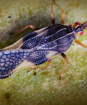 緑の葉の上に止まっている、羽に複雑な模様がある虫のマクロ写真。 - Olive Oil Times