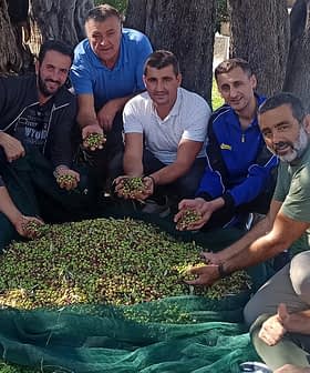 Eine Gruppe von Männern und Frauen hält Oliven in der Hand und steht um einen großen Haufen geernteter Oliven herum. - Olive Oil Times