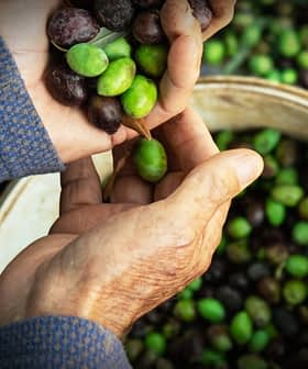 Deux mains tenant un mélange d'olives vertes et noires au-dessus d'un bol rempli d'autres olives. Olive Oil Times