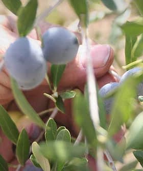 A hand reaching for ripe olives on a branch of an olive tree. - Olive Oil Times