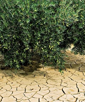 Oliveira com azeitonas verdes crescendo em galhos acima de solo seco e rachado. - Olive Oil Times