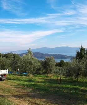 Un pick-up parcheggiato in un uliveto con alberi e montagne sullo sfondo. - Olive Oil Times