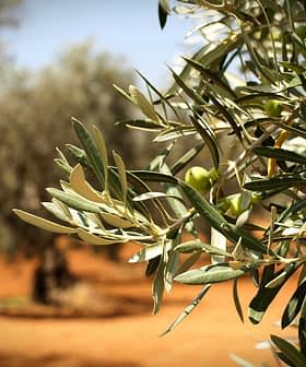 Primer plano de una rama de olivo con aceitunas verdes y hojas sobre un fondo borroso. - Olive Oil Times