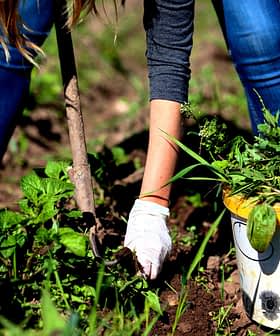 Uma pessoa usando luvas arrancando ervas daninhas do chão com um balde próximo cheio de plantas removidas. - Olive Oil Times