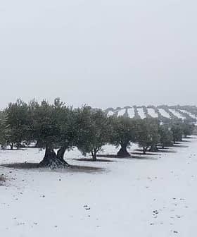 Oliviers recouverts de neige dans un paysage hivernal avec des rangées d'arbres en arrière-plan. - Olive Oil Times