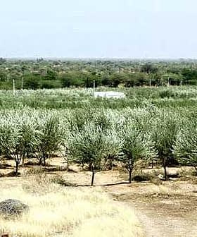 Ampia vista di una piantagione di ulivi nel Rajasthan con file di alberi. - Olive Oil Times