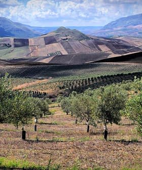 Olivos en un paisaje de colinas onduladas y campos cultivados bajo un cielo nublado. - Olive Oil Times
