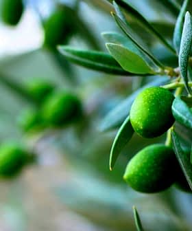 Krupni plan grane s nezrelim zelenim maslinama i lišćem masline. - Olive Oil Times