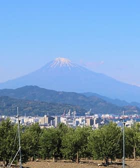 Il monte Fuji è visibile sullo sfondo con un paesaggio urbano e alberi in primo piano. - Olive Oil Times