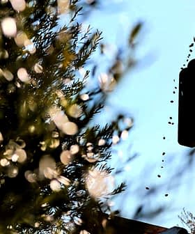 Attrezzatura per la raccolta delle olive che si staglia contro il cielo azzurro, da cui cadono le olive. - Olive Oil Times