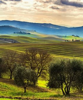 Paesaggio caratterizzato da dolci colline verdi e ulivi sotto un cielo nuvoloso. - Olive Oil Times