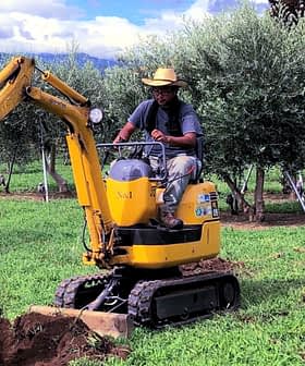 Operatore che utilizza un miniescavatore per scavare in un uliveto circondato da alberi di ulivo. Olive Oil Times