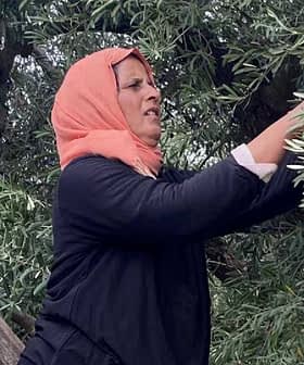 Ženska z naglavno ruto obira olive z oljčnega drevesa, medtem ko stoji na lestvi. - Olive Oil Times