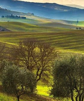 Olive trees in a green landscape with rolling hills and a cloudy sky in the background. - Olive Oil Times