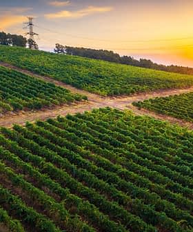 Vue aérienne d'un vignoble avec des rangées de vignes sous un ciel de coucher de soleil. - Olive Oil Times