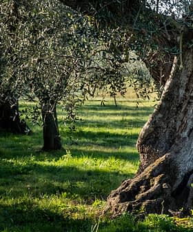 Vue rapprochée du tronc d'un olivier dans un verger avec de l'herbe verte. - Olive Oil Times