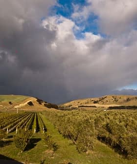 Een landschap met een olijfgaard en wijngaard onder een bewolkte lucht met glooiende heuvels op de achtergrond. Olive Oil Times