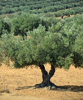 オリーブ畑の中にある、太い幹と青々とした緑の葉を持つ一本のオリーブの木。 - Olive Oil Times