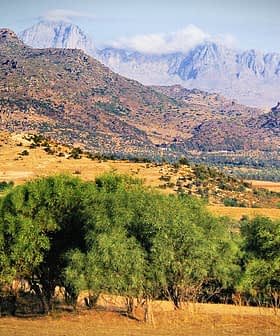 Vue panoramique sur les montagnes avec des oliviers au premier plan et un ciel clair. - Olive Oil Times