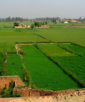 Ausgedehnte grüne landwirtschaftliche Felder mit Nutzpflanzen in unterschiedlichen Farbtönen in einer ländlichen Landschaft. – Olive Oil Times