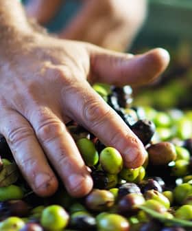 Una mano che seleziona un mix di olive verdi e nere in una collezione. - Olive Oil Times