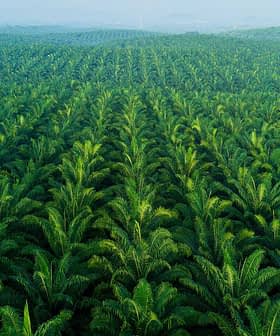 Vista aérea de una exuberante plantación de aceite de palma verde con hileras de palmeras. - Olive Oil Times