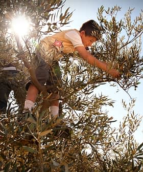 背後から太陽の光が輝く中、オリーブの木からオリーブを摘む子供。 - Olive Oil Times