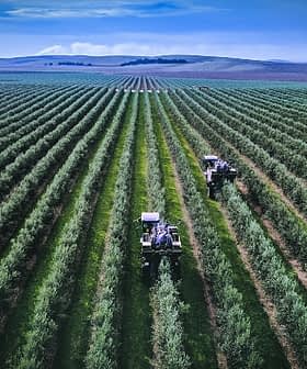 Dva traktora rade u zelenom masliniku s redovima maslina. - Olive Oil Times
