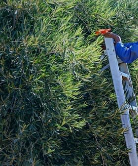 Individuo que utiliza una escalera para recoger aceitunas de un árbol en un entorno agrícola. - Olive Oil Times