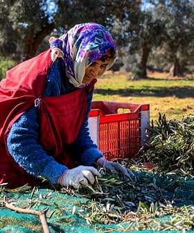 Une femme en tenue traditionnelle récoltant des olives au sol dans un verger. Olive Oil Times