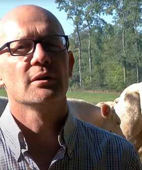 Um homem usando óculos e uma camisa xadrez em pé na frente de um rebanho de gado em um campo. Olive Oil Times