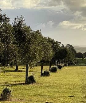 Rij bomen in een boomgaard met gras op de voorgrond en een bewolkte lucht op de achtergrond. Olive Oil Times